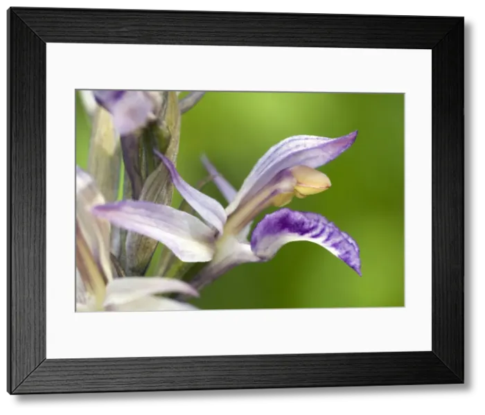 Framed Print : Picture No. 10885016 Framed Print : Picture No. 10885016