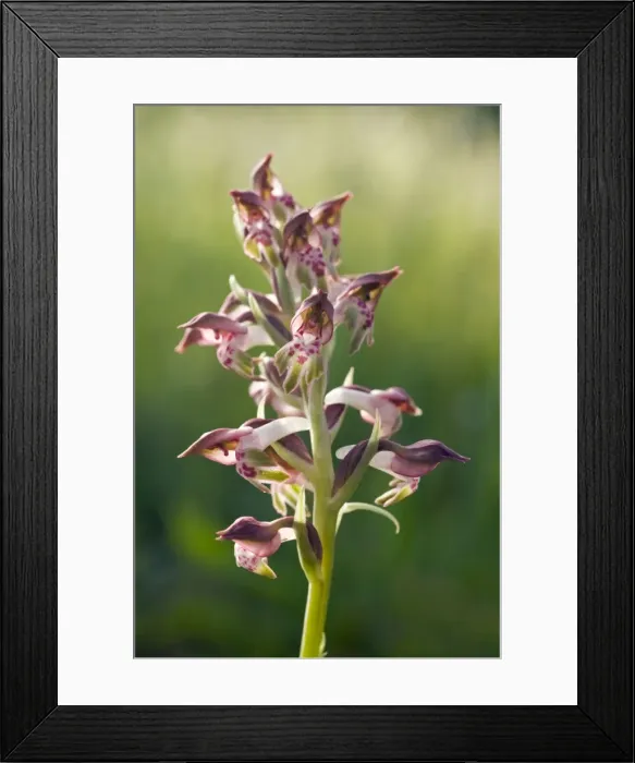 Framed Print : Picture No. 10885034 Framed Print : Picture No. 10885034