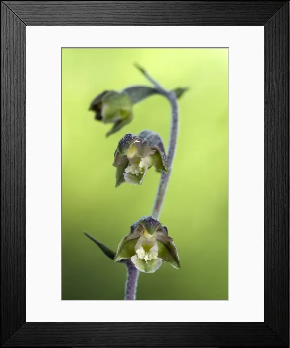 Framed Print : Picture No. 10885028 Framed Print : Picture No. 10885028