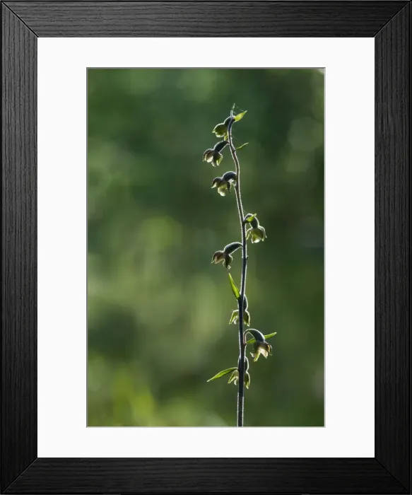 Framed Print : Picture No. 10885030