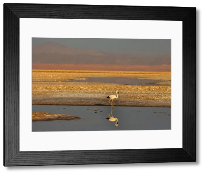 Framed Print : Picture No. 10885038 Framed Print : Picture No. 10885038