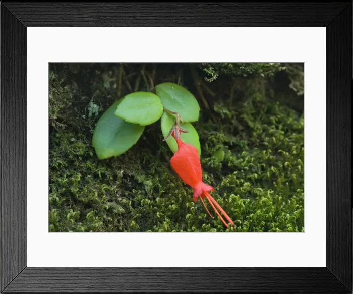 Framed Print : Picture No. 10885050 Framed Print : Picture No. 10885050