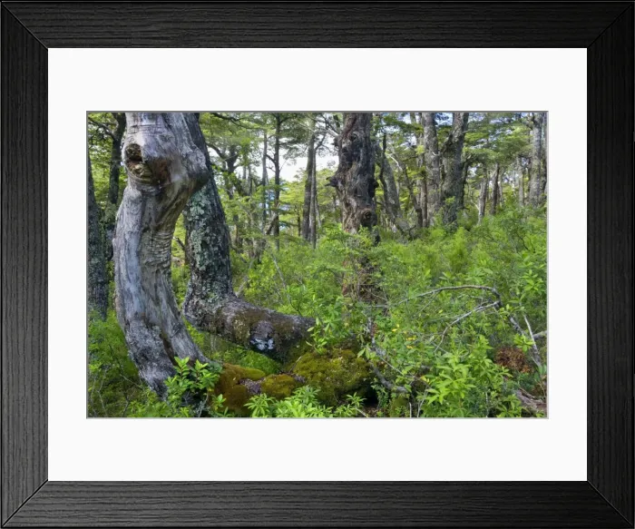 Framed Print : Picture No. 10885052 Framed Print : Picture No. 10885052