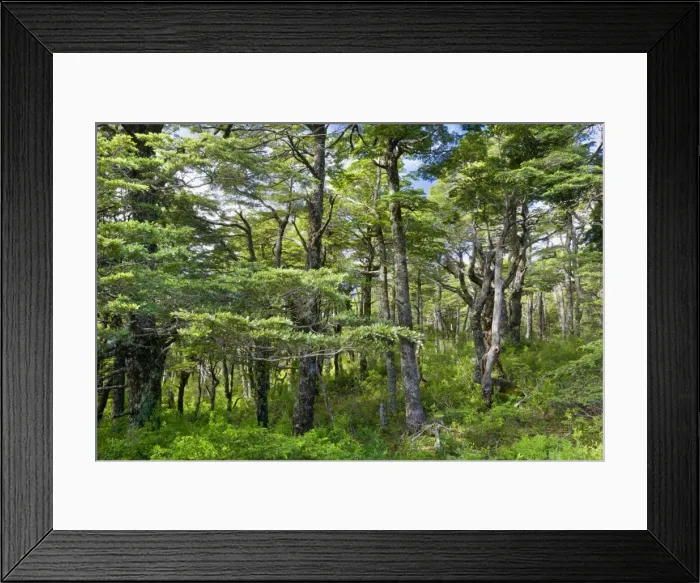 Framed Print : Picture No. 10885051 Framed Print : Picture No. 10885051