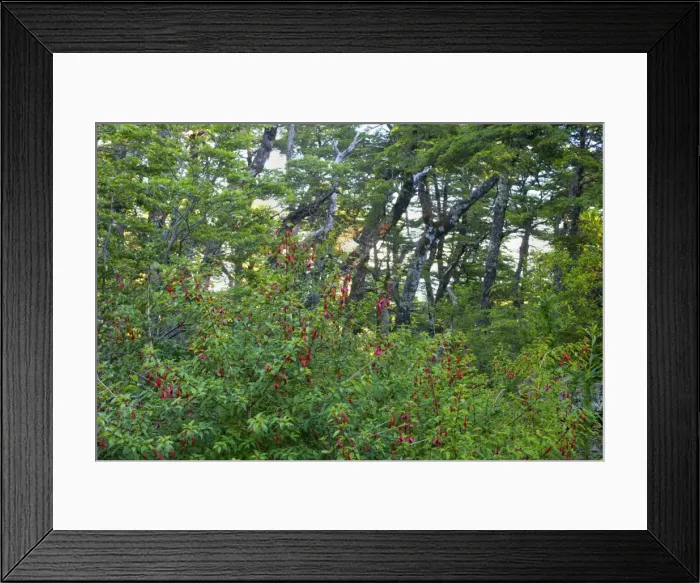 Framed Print : Picture No. 10885054 Framed Print : Picture No. 10885054