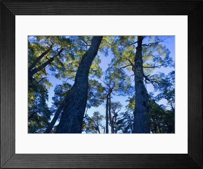 Framed Print : Picture No. 10885053 Framed Print : Picture No. 10885053