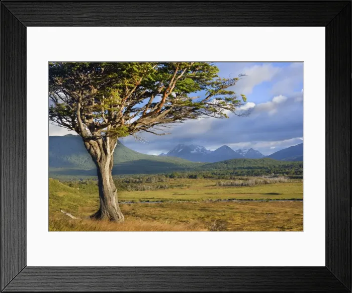 Framed Print : Picture No. 10885061