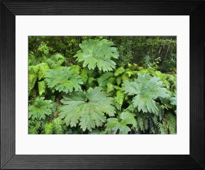 Framed Print : Picture No. 10885067 Framed Print : Picture No. 10885067