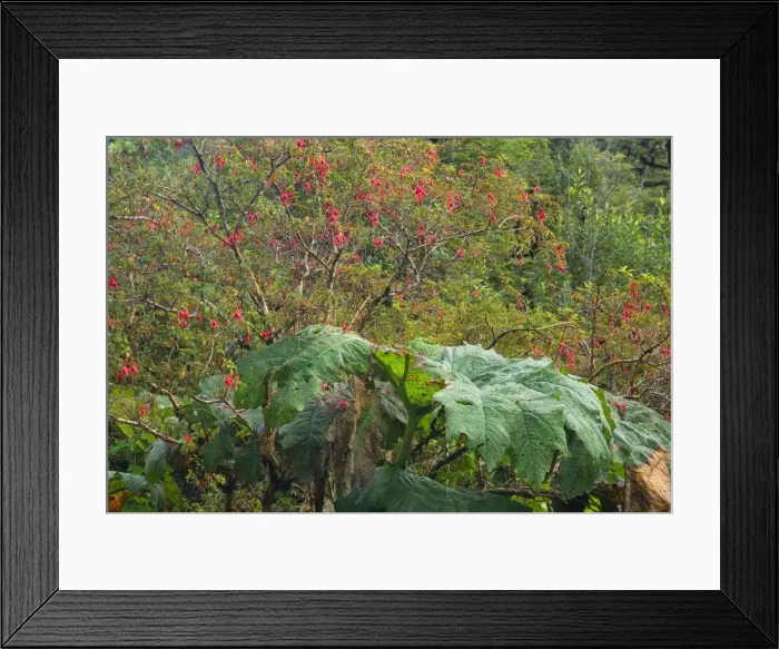 Framed Print : Picture No. 10885068 Framed Print : Picture No. 10885068