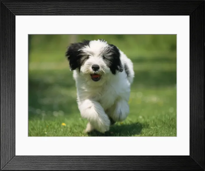 Framed Print : Picture No. 10885139