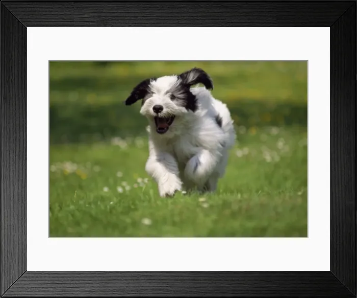 Framed Print : Picture No. 10885142 Framed Print : Picture No. 10885142