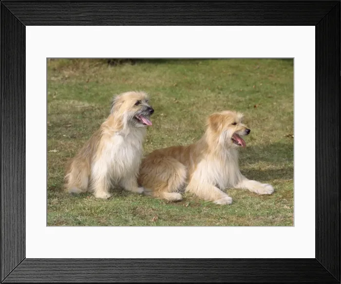 Framed Print : Picture No. 10885146 Framed Print : Picture No. 10885146