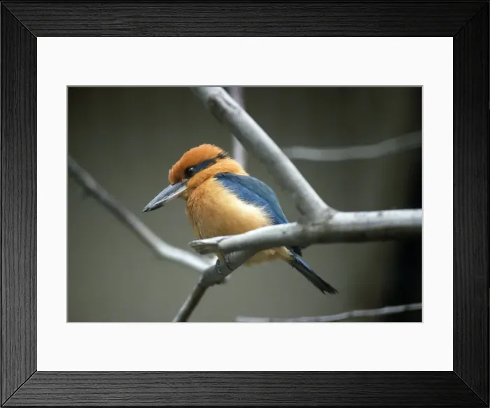 Framed Print : Picture No. 10885148 Framed Print : Picture No. 10885148