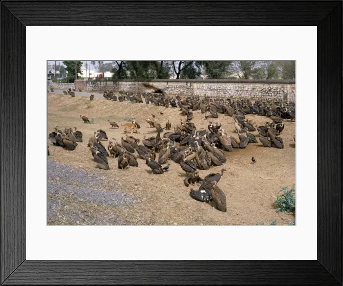 Framed Print : Picture No. 10885147 Framed Print : Picture No. 10885147