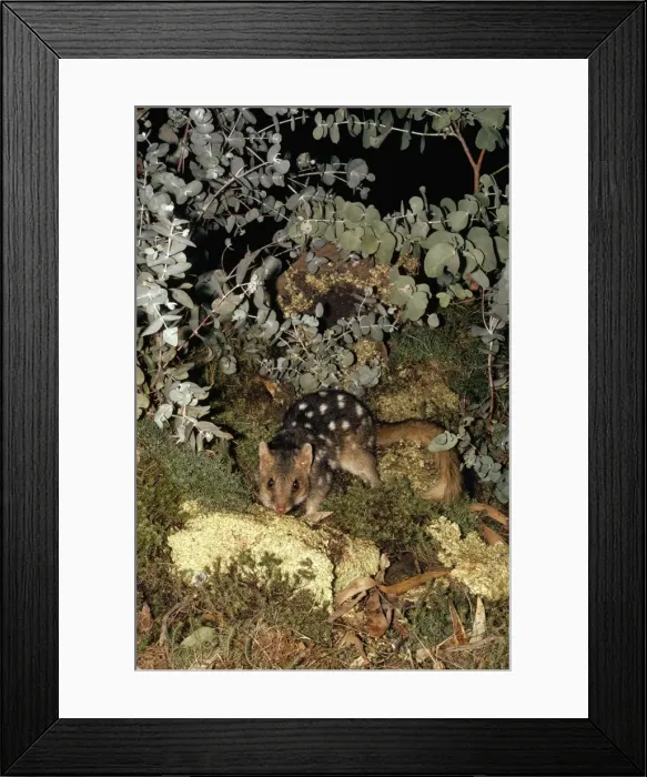 Framed Print : Picture No. 10885149 Framed Print : Picture No. 10885149