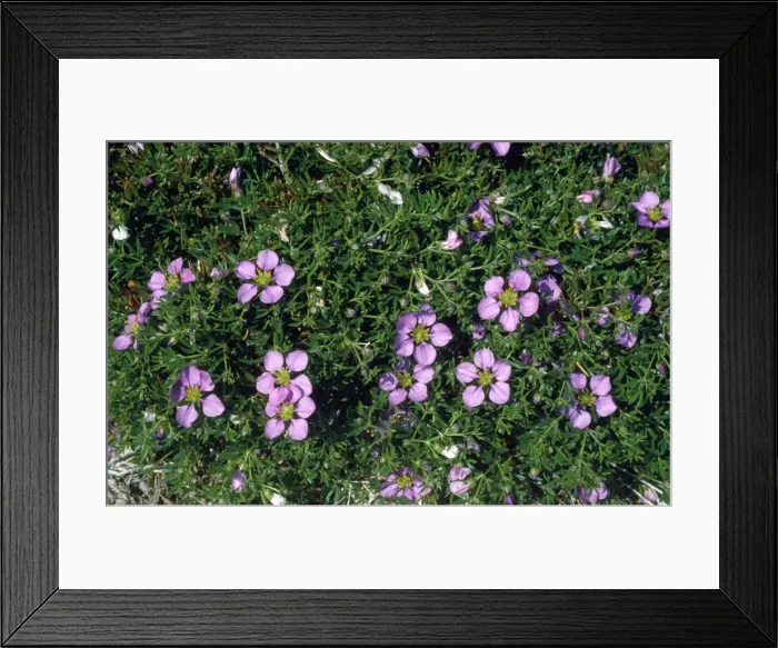 Framed Print : Picture No. 10885143 Framed Print : Picture No. 10885143