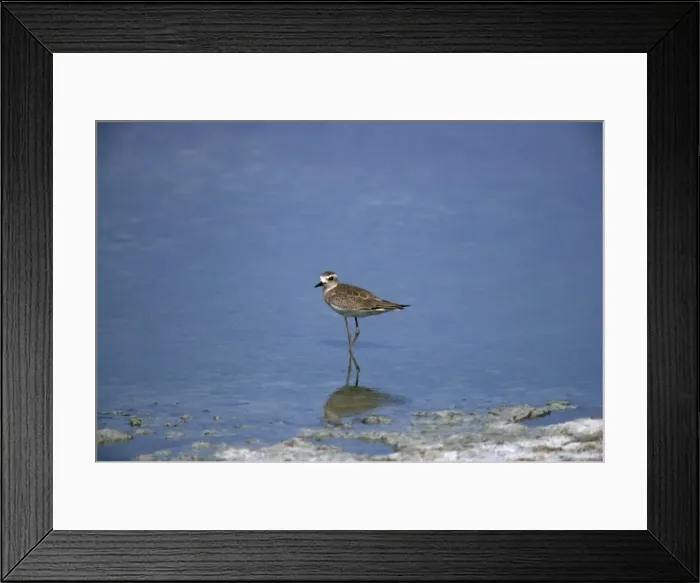 Framed Print : Picture No. 10885151 Framed Print : Picture No. 10885151