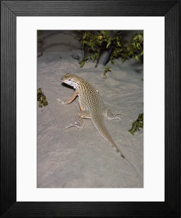 Framed Print : Picture No. 10885150 Framed Print : Picture No. 10885150