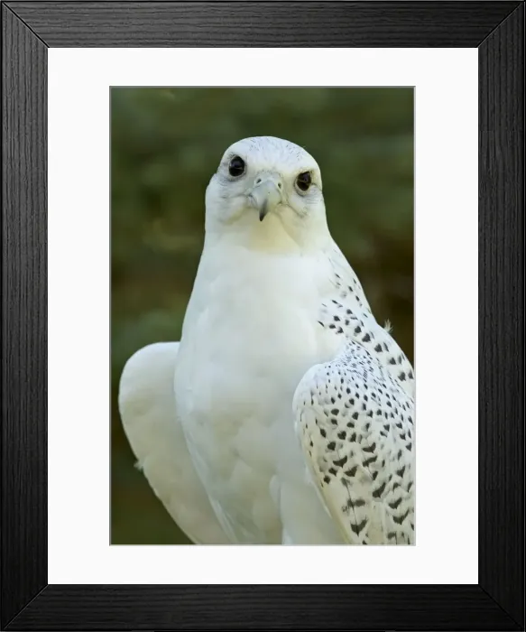 Framed Print : Picture No. 10885155 Framed Print : Picture No. 10885155
