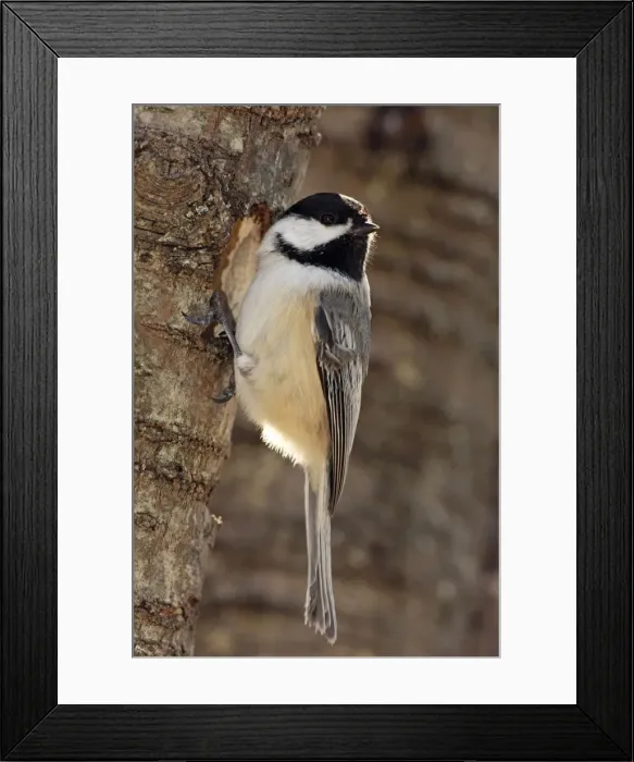 Framed Print : Picture No. 10885158 Framed Print : Picture No. 10885158