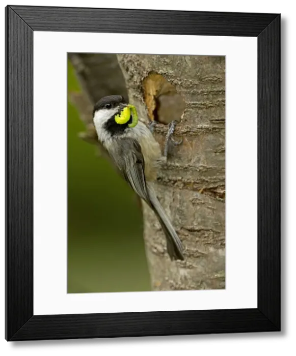 Framed Print : Picture No. 10885156 Framed Print : Picture No. 10885156