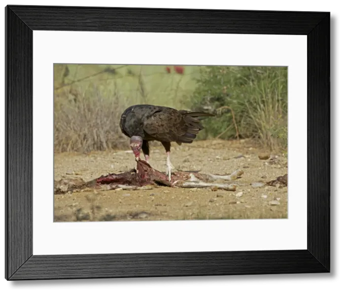 Framed Print : Picture No. 10885161 Framed Print : Picture No. 10885161