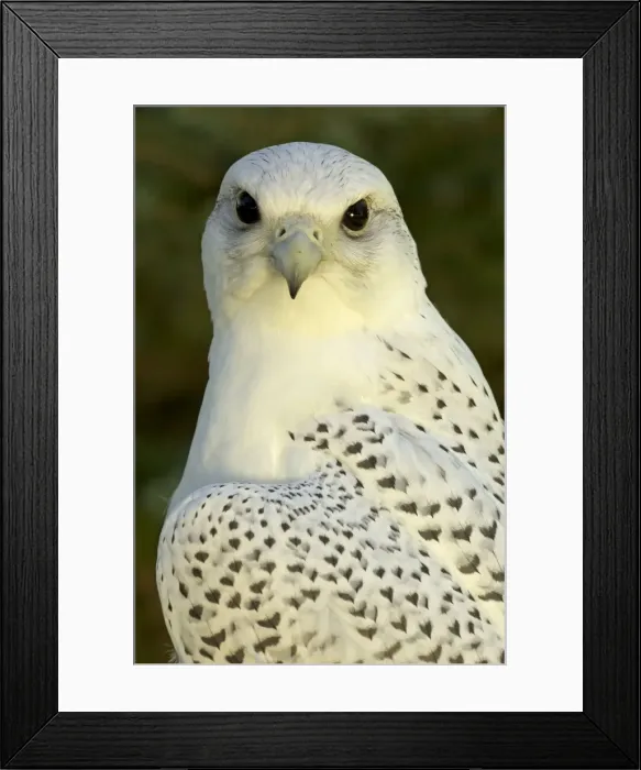 Framed Print : Picture No. 10885163 Framed Print : Picture No. 10885163