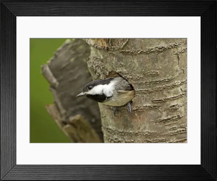 Framed Print : Picture No. 10885159 Framed Print : Picture No. 10885159