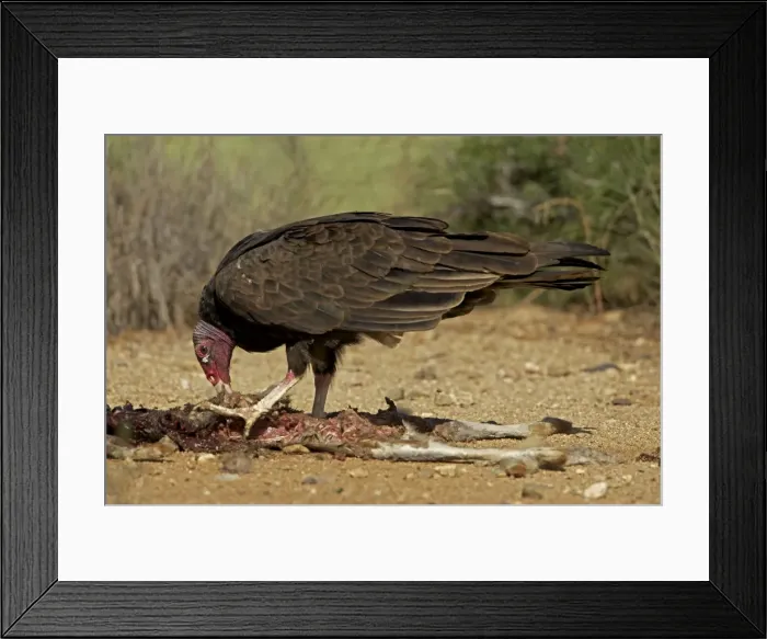 Framed Print : Picture No. 10885162 Framed Print : Picture No. 10885162