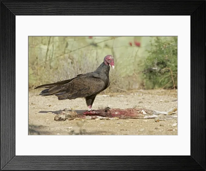 Framed Print : Picture No. 10885160 Framed Print : Picture No. 10885160