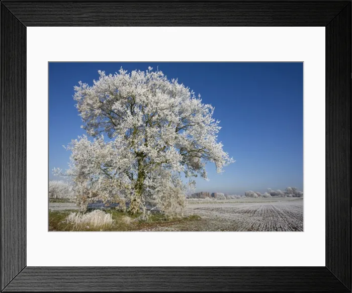Framed Print : Picture No. 10885153 Framed Print : Picture No. 10885153