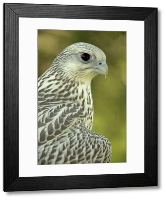 Framed Print : Picture No. 10885167 Framed Print : Picture No. 10885167