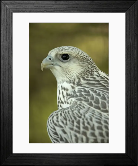Framed Print : Picture No. 10885165 Framed Print : Picture No. 10885165