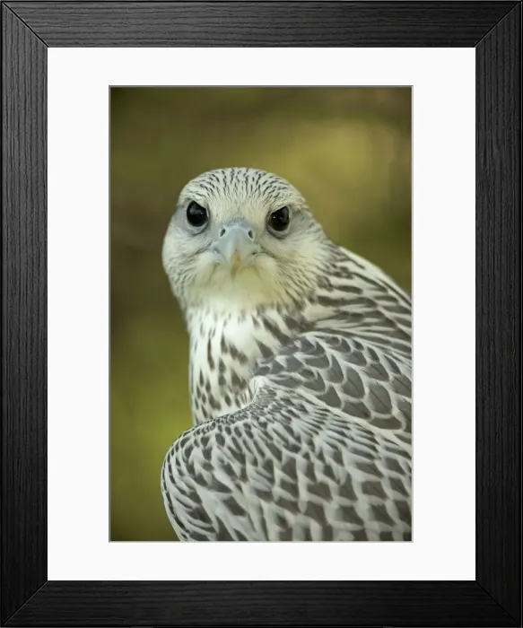 Framed Print : Picture No. 10885166 Framed Print : Picture No. 10885166