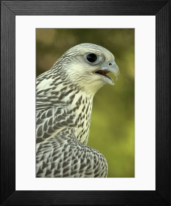 Framed Print : Picture No. 10885164 Framed Print : Picture No. 10885164