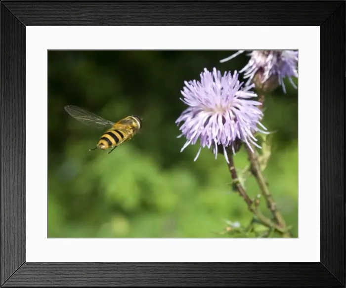 Framed Print : Picture No. 10885252 Framed Print : Picture No. 10885252