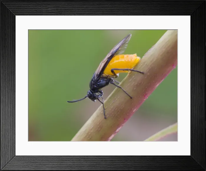 Framed Print : Picture No. 10885251 Framed Print : Picture No. 10885251