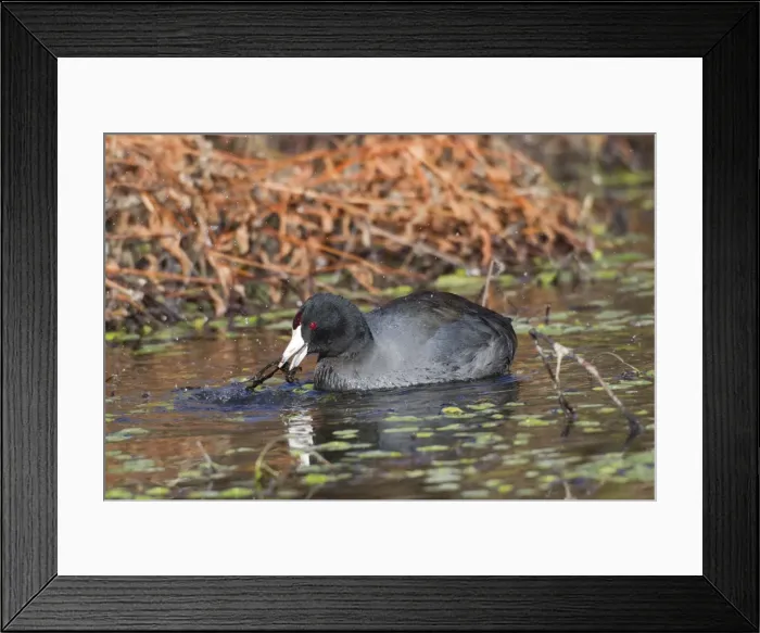 Framed Print : Picture No. 10885257 Framed Print : Picture No. 10885257