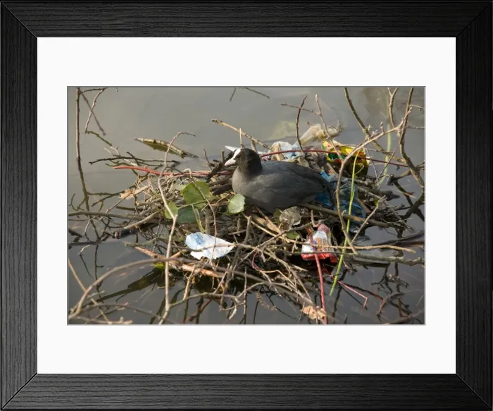Framed Print : Picture No. 10885254 Framed Print : Picture No. 10885254