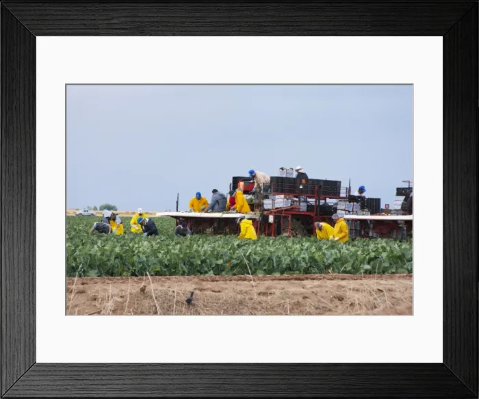 Framed Print : Picture No. 10885256 Framed Print : Picture No. 10885256