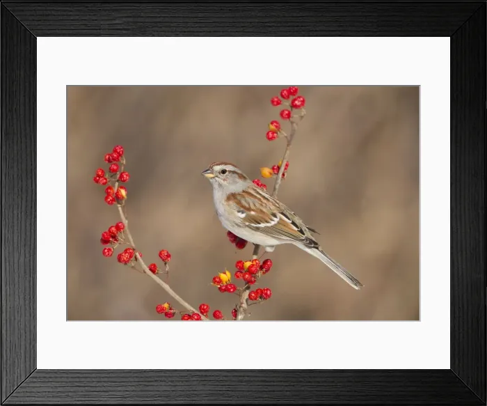 Framed Print : Picture No. 10885262 Framed Print : Picture No. 10885262