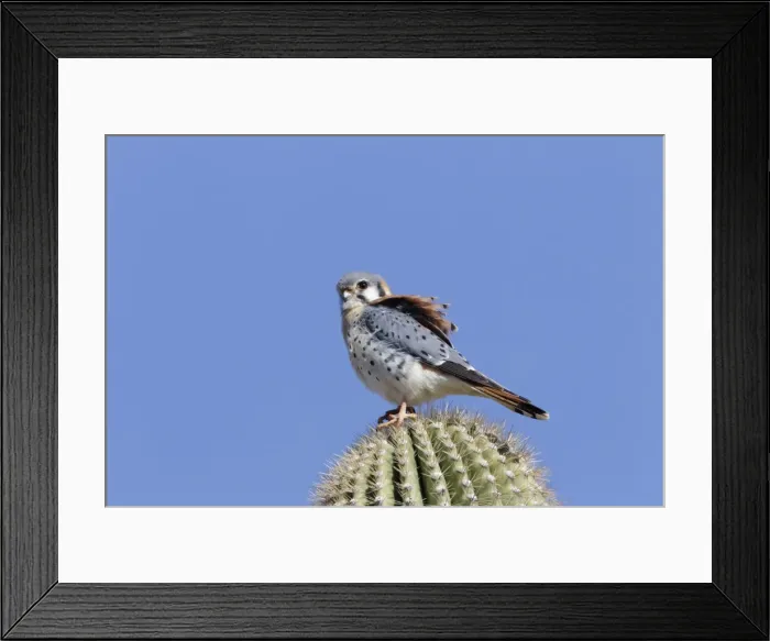 Framed Print : Picture No. 10885261 Framed Print : Picture No. 10885261