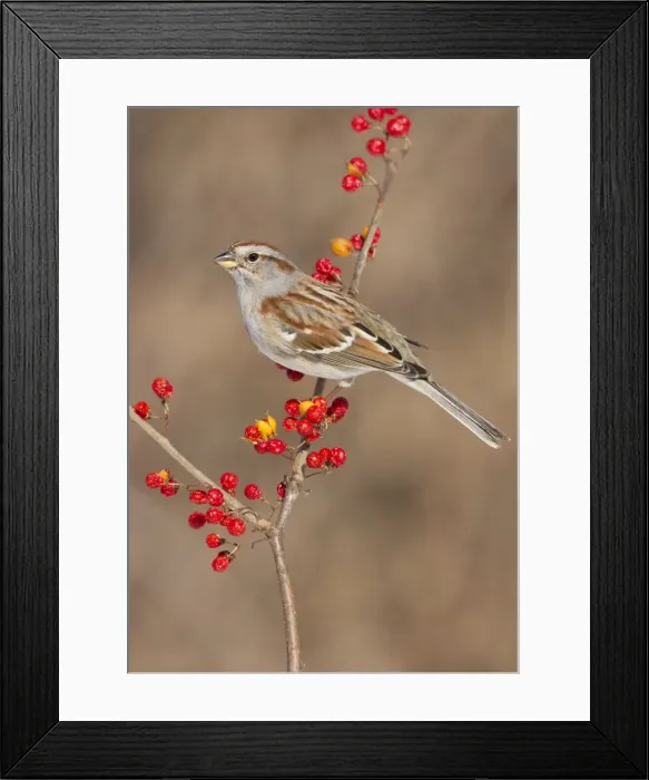 Framed Print : Picture No. 10885263 Framed Print : Picture No. 10885263