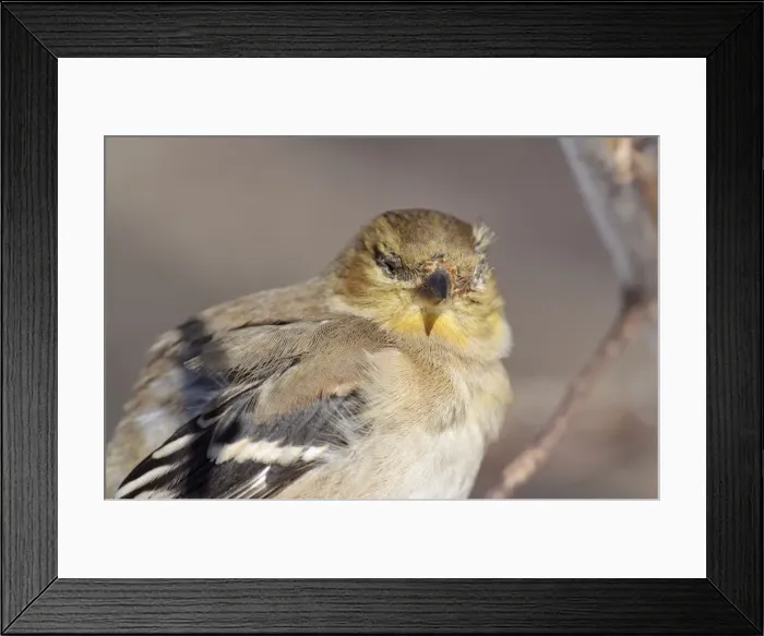 Framed Print : Picture No. 10885260 Framed Print : Picture No. 10885260