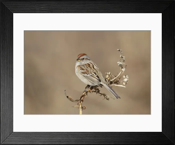 Framed Print : Picture No. 10885265 Framed Print : Picture No. 10885265