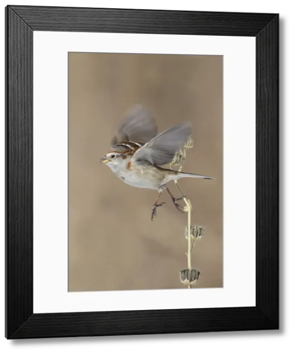 Framed Print : Picture No. 10885266 Framed Print : Picture No. 10885266