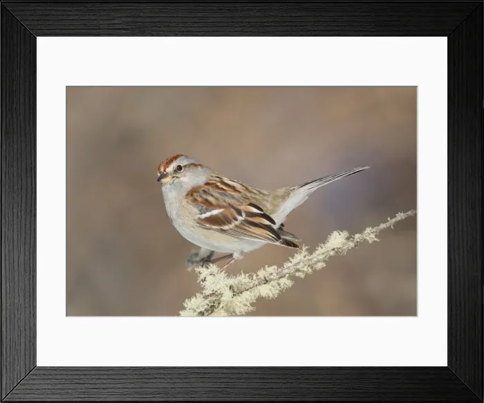 Framed Print : Picture No. 10885264 Framed Print : Picture No. 10885264