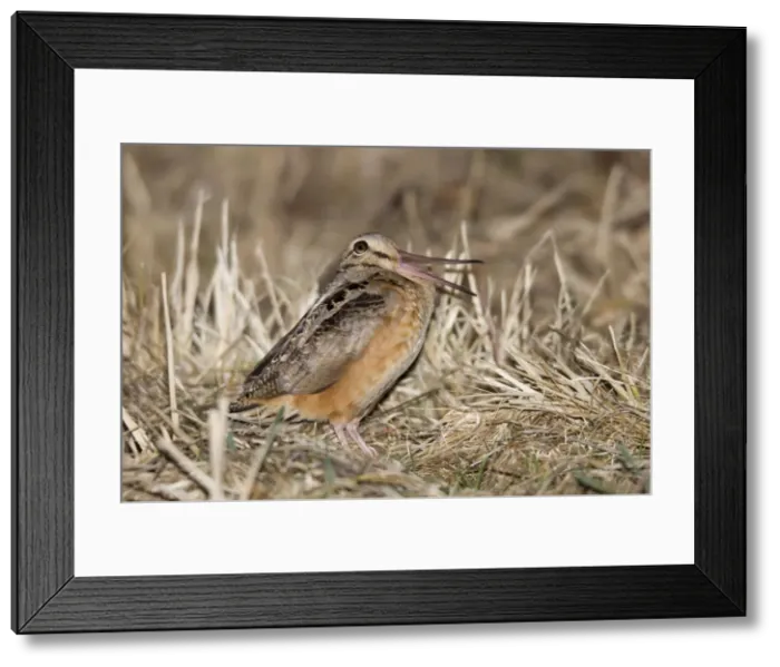 Framed Print : Picture No. 10885268 Framed Print : Picture No. 10885268