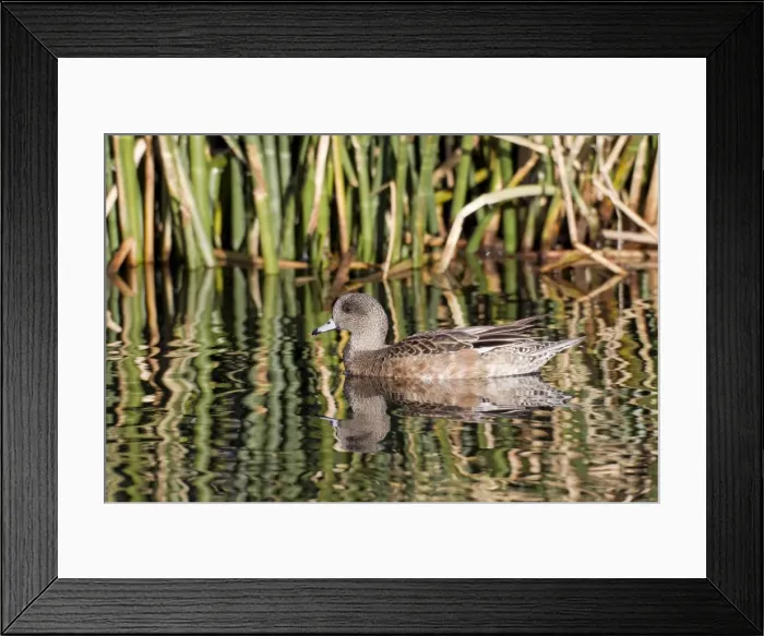 Framed Print : Picture No. 10885267 Framed Print : Picture No. 10885267