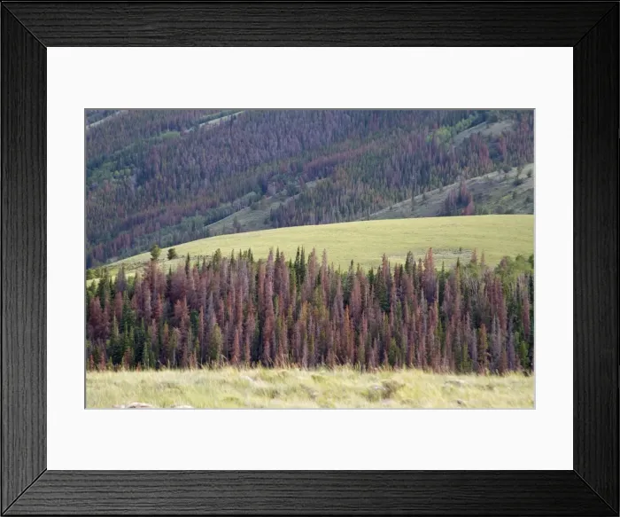 Framed Print : Picture No. 10885272 Framed Print : Picture No. 10885272